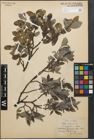 Foto von Salix glauca L.